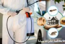 افضل شركة مكافحة حشرات ببيشة