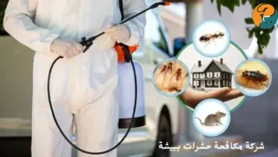 افضل شركة مكافحة حشرات ببيشة