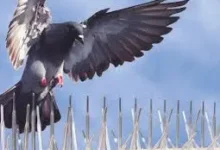 أفضل شركة مكافحة حمام ببيشة 